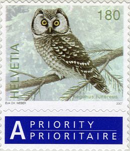 Tengmalm-rsquo-s-owl-Aegolius-funereus
