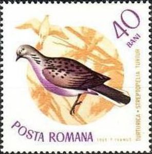 Turtle-dove[1]