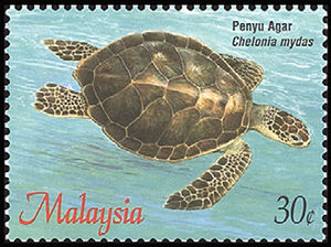 Turtles--Chelonia-mydas