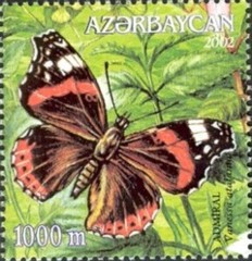 Vanessa-atalanta-admiraalvlinder-Azerbeidzjan-2002[1]
