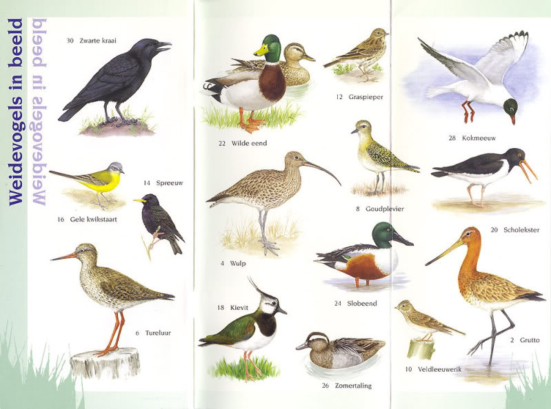 Weidevogels_spread[1]