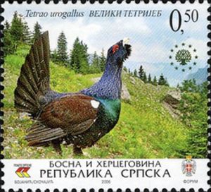 Western-Capercaillie-Tetrao-urogallus (1)