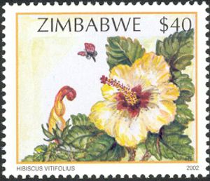 Wildflowers-of-Zimbabwe-Series-2---Vine-leaved-Hibiscus-Hib[1]