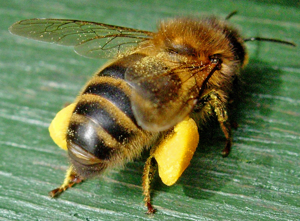 Worker with Full Pollen Baskets