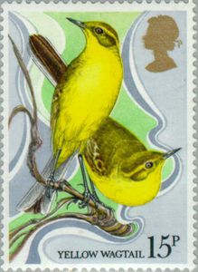 Yellow-Wagtail
