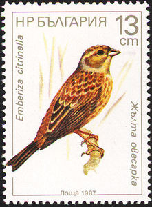 Yellowhammer-emberiza-citrinella[1]