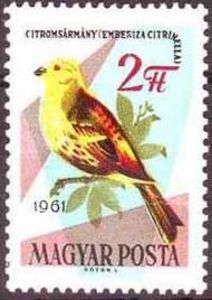 Yellowhammer[1]