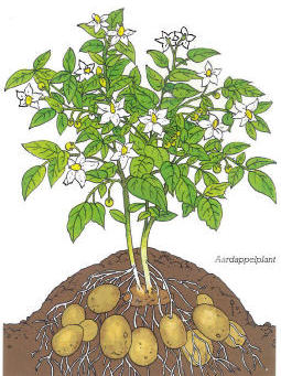 aardappelplant[1]