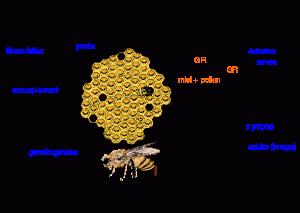abeilles[1]