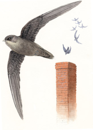 almanac-chimney-swift[1]