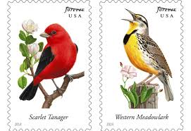 american birds