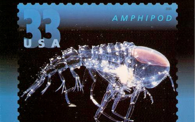 amphipod1