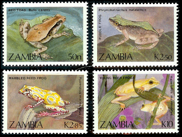 The cause of global amphibian declines: a developmental endocrinologist’s perspective