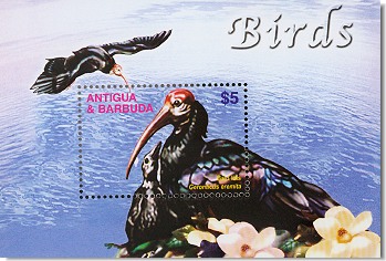 ant0404ss-bald-ibis[1]