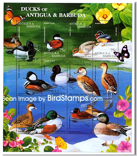 ant9513co-water12birds[1]