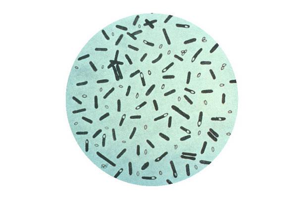 article_clostridiumbotulinum[1]