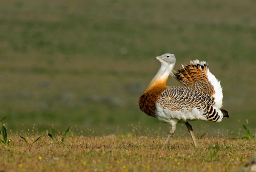 avutarda500[1]
