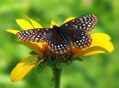 baltimorecheckerspot380[1]
