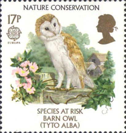 barn owl