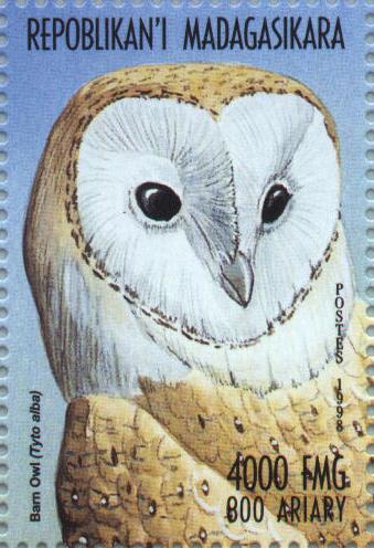 barn owl1