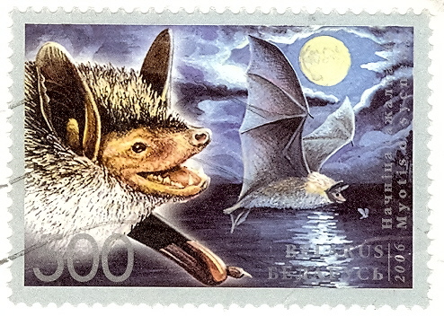 bat