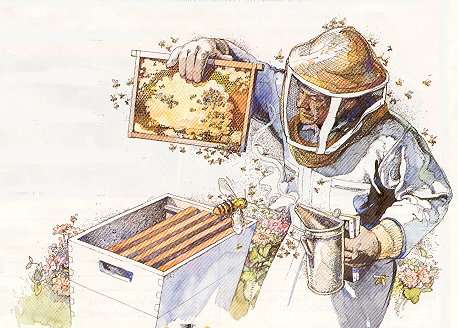 beekeeper-at-hive[1]