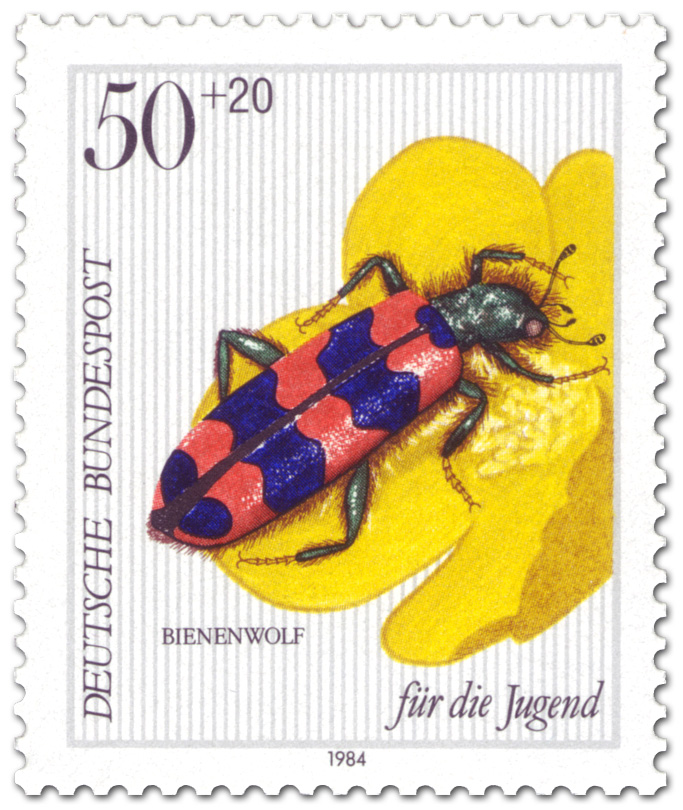 bienenwolf-kaefer-gr[1]