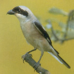 bird30[1]