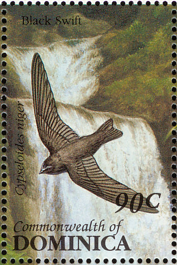 black swift