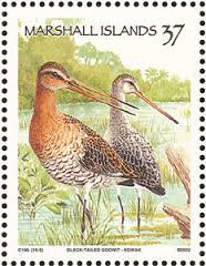 blacktailed godwit