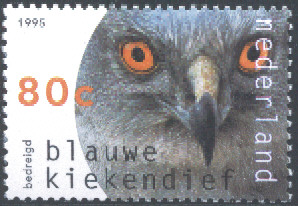 blauwekiekendief[1]