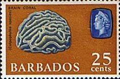 brain
