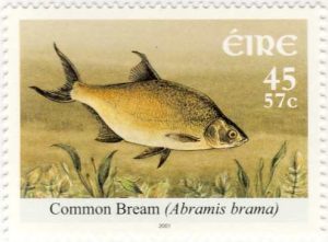 brasem