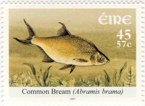 brasem