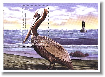 brown pelican