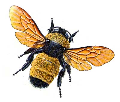 bumblebee[1]