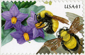 bumblebee