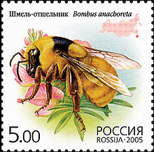 bumblebee