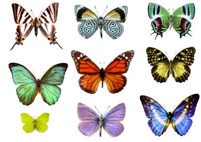 butterfly-color-butterflies[1]