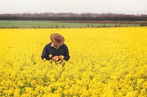 canola1[1]