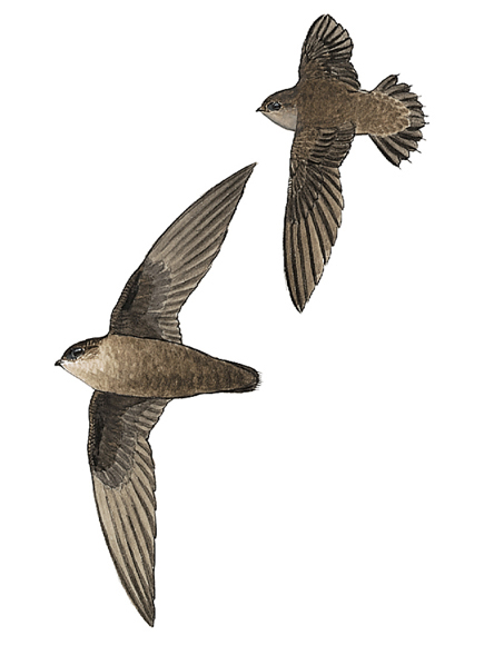 chimney-swift_17137_435x580[1]