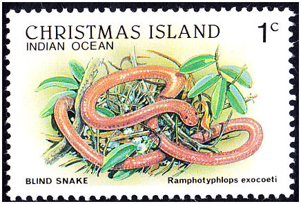 christmas_island_1c_rampotyphlops_exocoeti