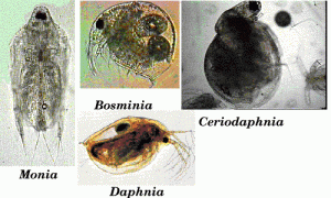 cladocera[1]