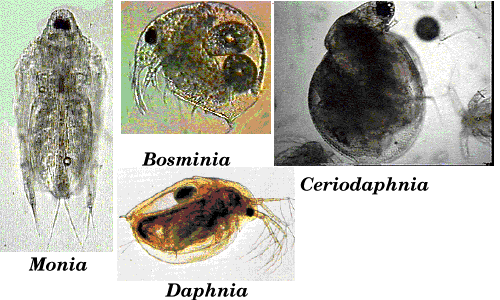 Differences in susceptibility of five cladoceran species to two systemic insecticides
