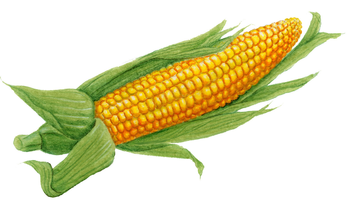 corn