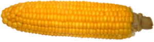 corn[1]