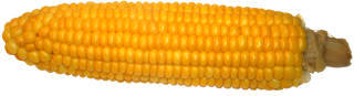 corn[1]