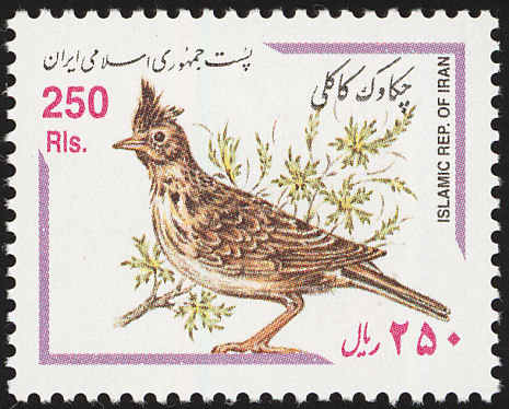 crested lark1