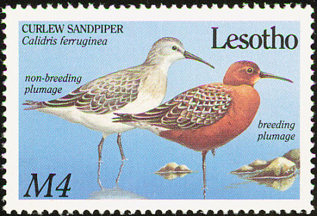 curlew sandpiper