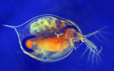 daphnia-magna-685_None_0